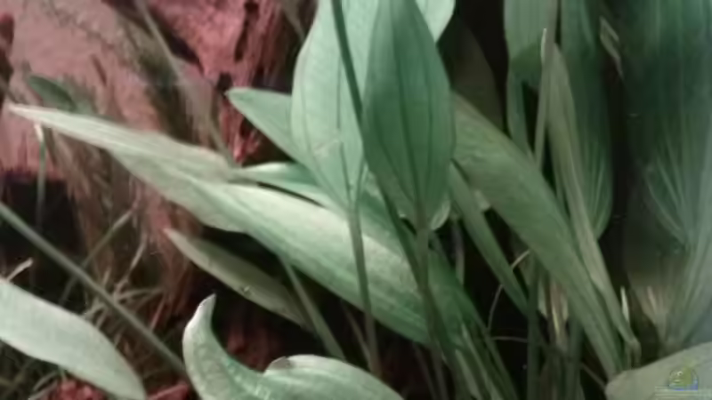 Pflanzen im Aquarium Juwel Lido 200 weiss Fx von FleXx0 (28)