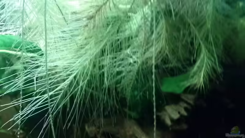 Pflanzen im Aquarium Juwel Lido 200 weiss Fx von FleXx0 (29)