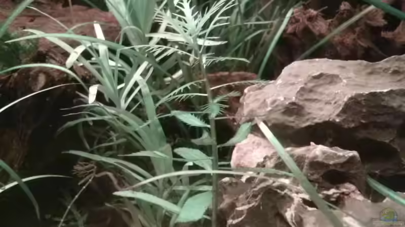 Pflanzen im Aquarium Juwel Lido 200 weiss Fx von FleXx0 (30)