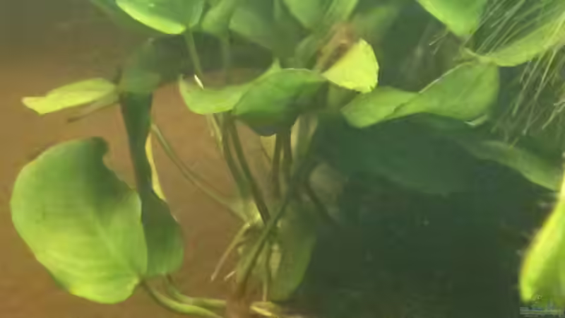 Pflanzen im Aquarium Juwel Lido 200 weiss Fx von FleXx0 (31)