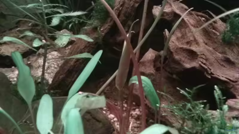 Pflanzen im Aquarium Juwel Lido 200 weiss Fx von FleXx0 (32)