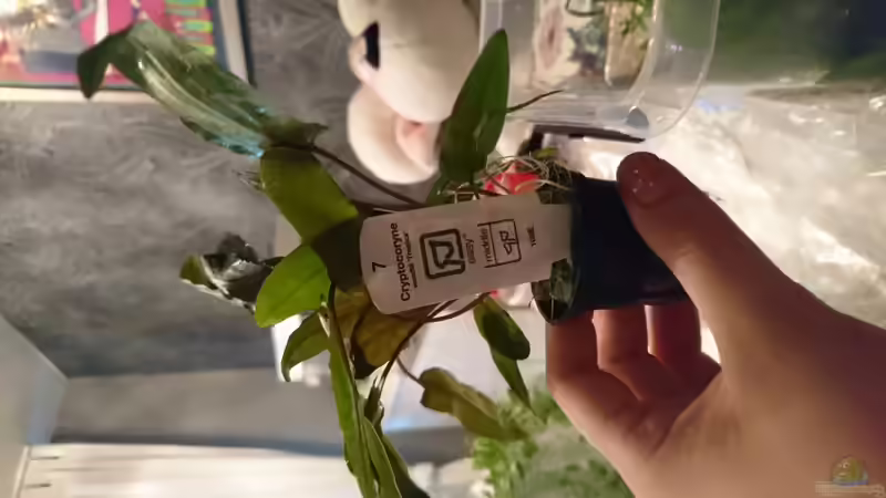 Pflanzen im Aquarium Juwel lido von Inuki (11)