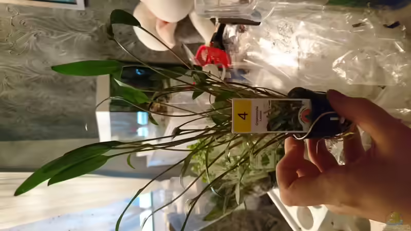 Pflanzen im Aquarium Juwel lido von Inuki (12)