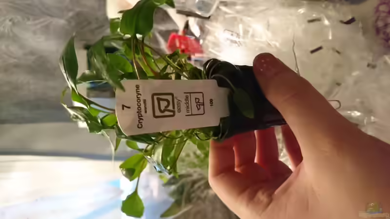 Pflanzen im Aquarium Juwel lido von Inuki (13)