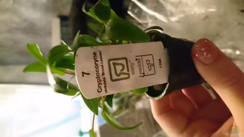 Pflanzen im Aquarium Juwel lido von Inuki (14)