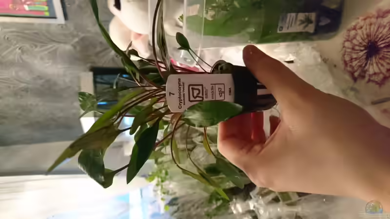 Pflanzen im Aquarium Juwel lido von Inuki (15)