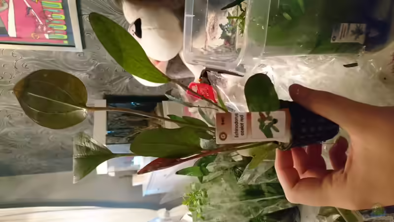 Pflanzen im Aquarium Juwel lido von Inuki (16)