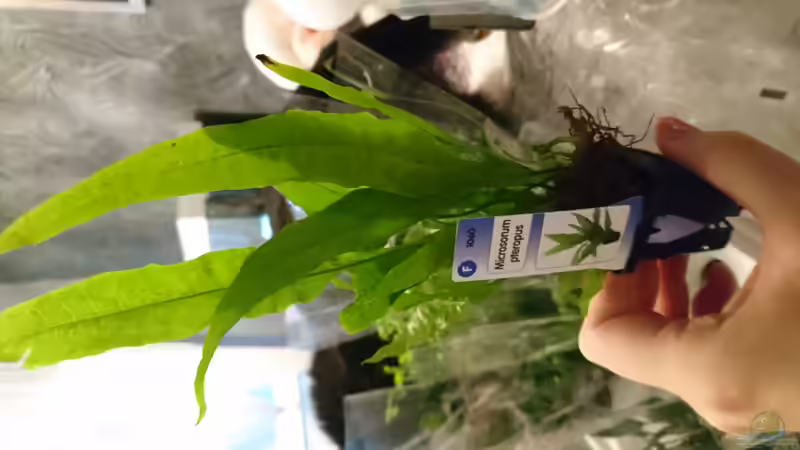 Pflanzen im Aquarium Juwel lido von Inuki (18)