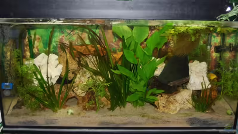 Pflanzen im Aquarium Juwel mit schwarzem Unterschrank von Michael Schulz (5)