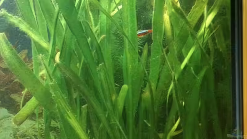 Pflanzen im Aquarium Juwel Old School von Red Belly (4)