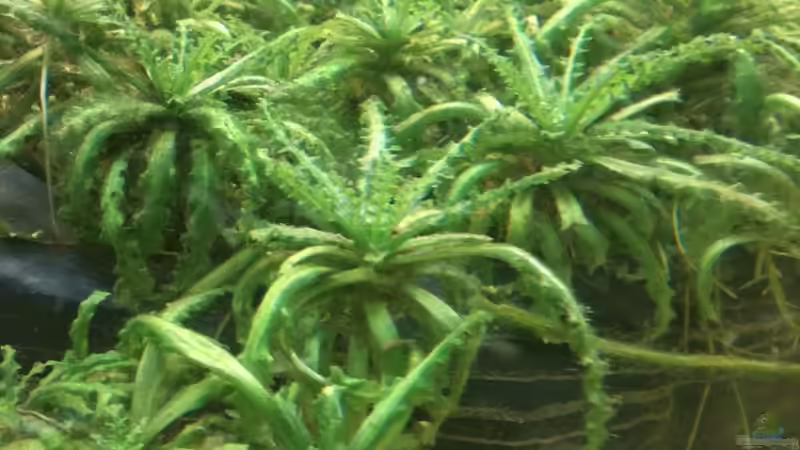 Pflanzen im Aquarium Juwel Old School von Red Belly (5)