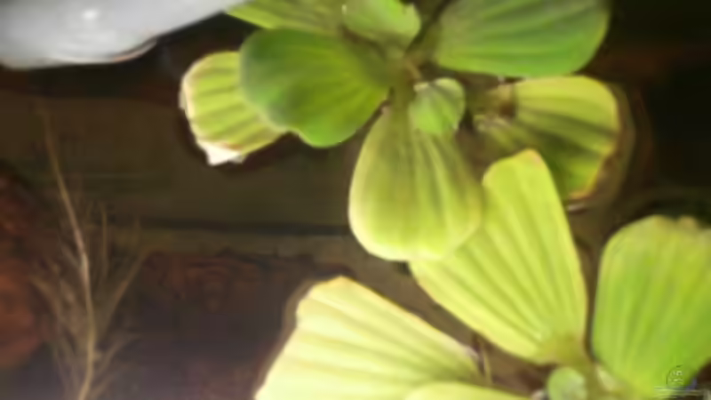 Pflanzen im Aquarium Juwel Panorama 130 von Steffen66 (14)