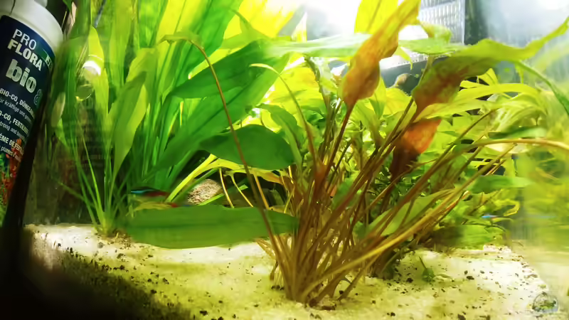 Pflanzen im Aquarium Juwel Primo 110 LED von Hannes Bstieler (5)