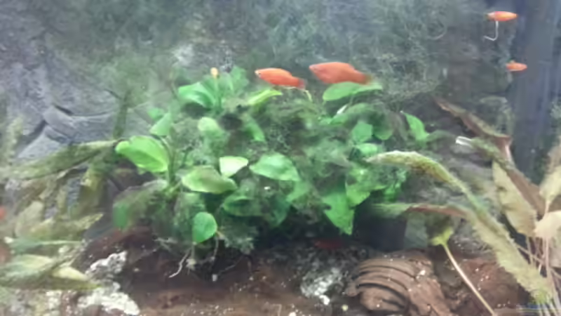 Pflanzen im Aquarium JUWEL Rekord 700 von DirtyD. (7)