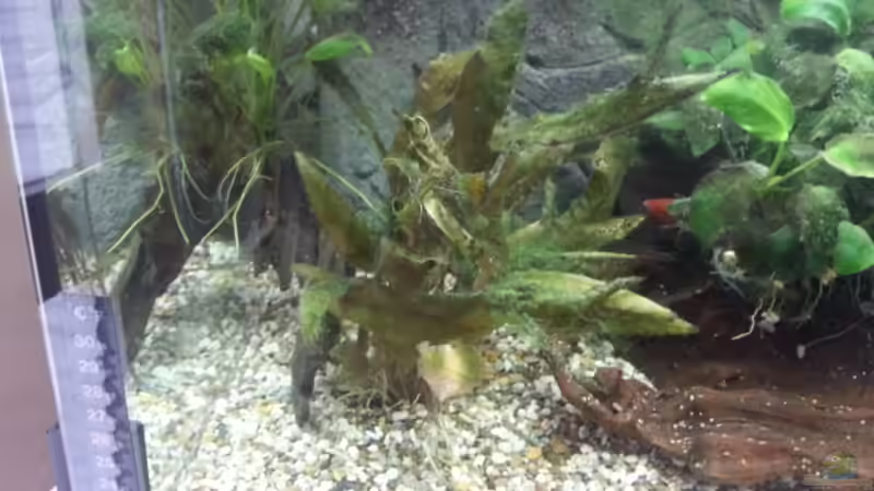 Pflanzen im Aquarium JUWEL Rekord 700 von DirtyD. (8)