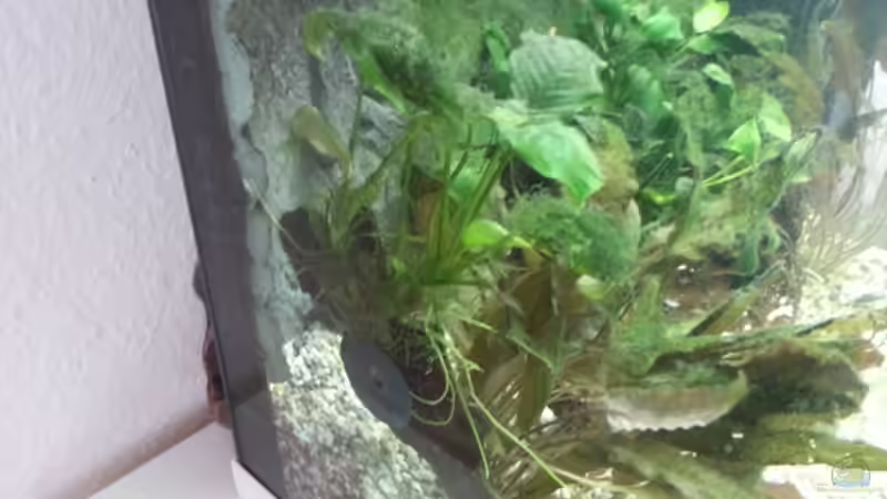 Pflanzen im Aquarium JUWEL Rekord 700 von DirtyD. (9)