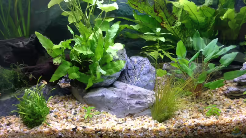 Pflanzen im Aquarium Juwel Rekord 800 von ulli85 (7)