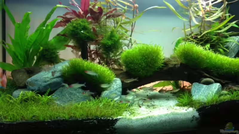 Pflanzen im Aquarium Juwel RIO 125 von aquaristikman (3)