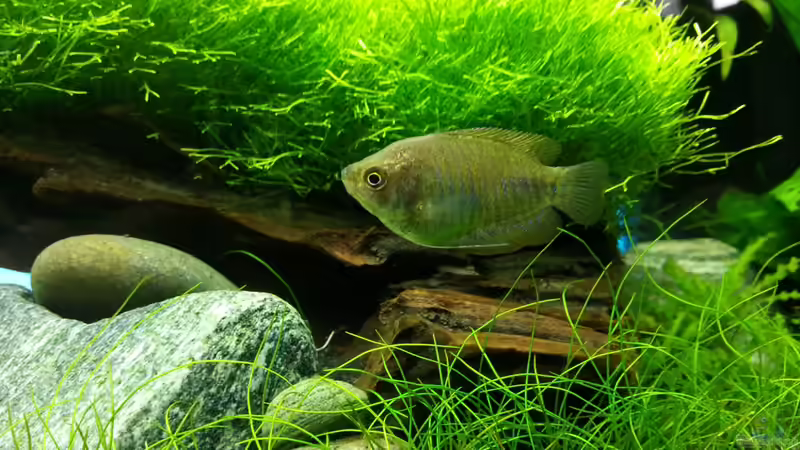 Pflanzen im Aquarium Juwel RIO 125 von aquaristikman (4)