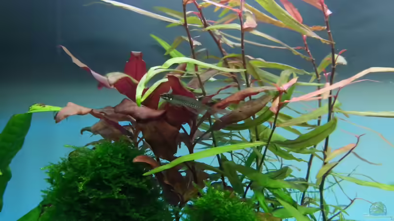 Pflanzen im Aquarium Juwel RIO 125 von aquaristikman (5)