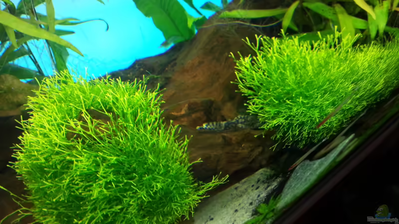 Pflanzen im Aquarium Juwel RIO 125 von aquaristikman (6)