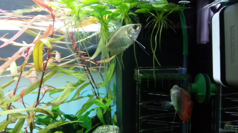 Pflanzen im Aquarium Juwel RIO 125 von aquaristikman (7)