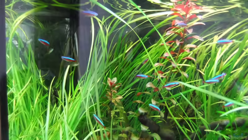 Pflanzen im Aquarium Juwel Rio 125 von Fabian S. (4)