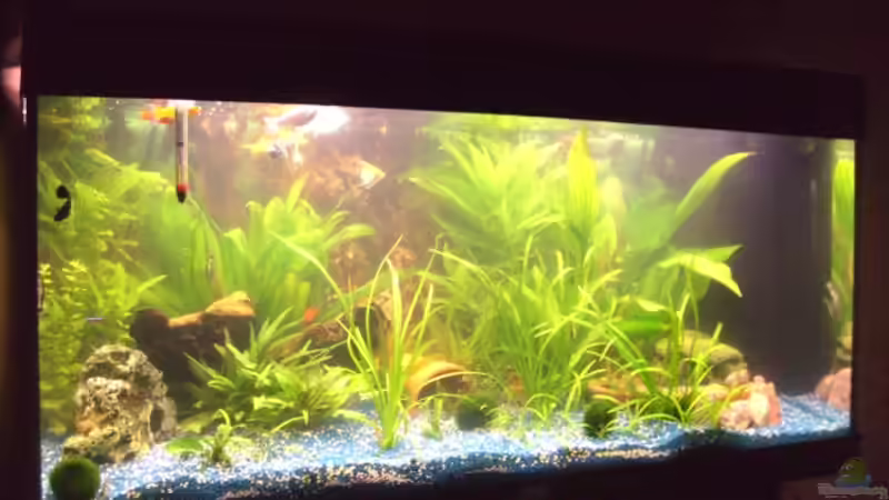 Pflanzen im Aquarium Juwel Rio 180 von Lollipop (14)