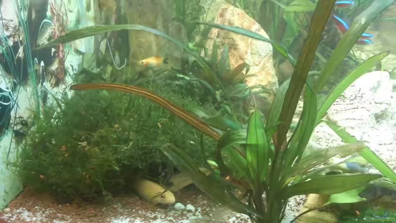 Pflanzen im Aquarium Juwel Rio 240 von Martin Rüdiger (5)