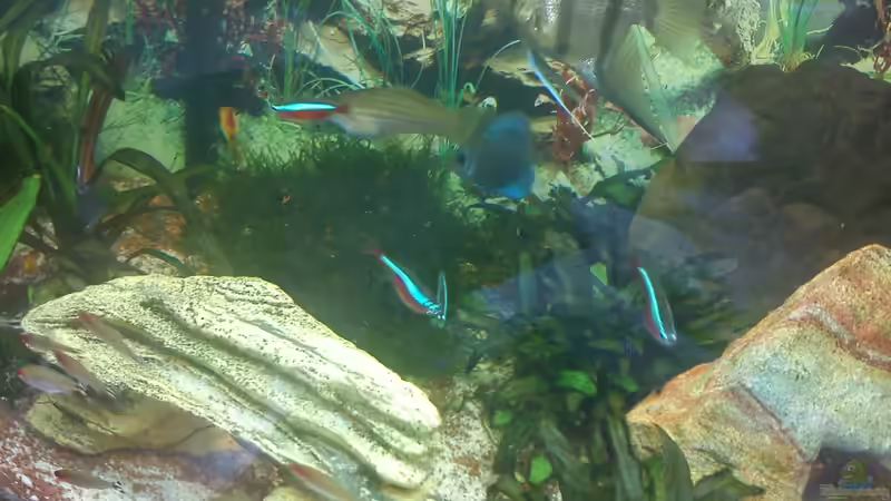 Pflanzen im Aquarium Juwel Rio 240 von Martin Rüdiger (6)