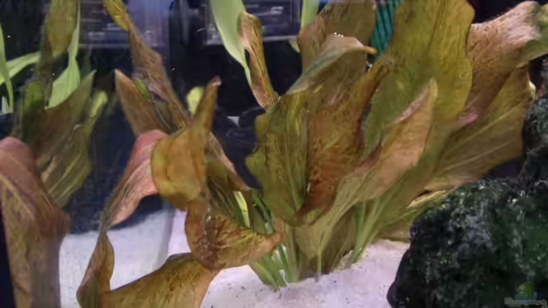 Pflanzen im Aquarium Juwel Rio 240 von schecki (5)