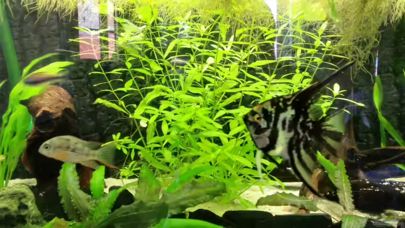 Pflanzen im Aquarium Juwel Rio 240 von schecki (6)