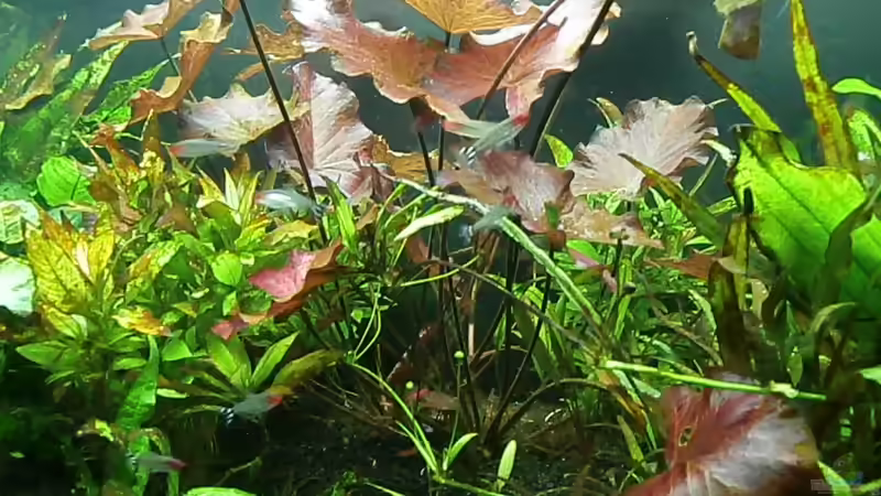 Pflanzen im Aquarium Juwel Rio 400 von Steffen66 (13)