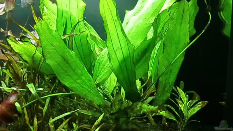 Pflanzen im Aquarium Juwel Rio 400 von Steffen66 (15)