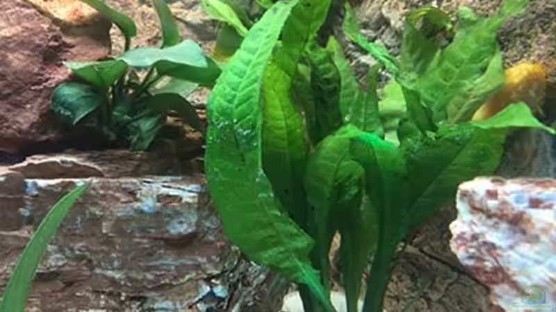 Pflanzen im Aquarium Juwel Trigon 190 &quot;MALAVI&quot; CW von Christian Wiederanders (19)