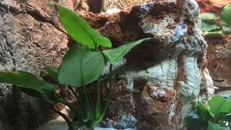 Pflanzen im Aquarium Juwel Trigon 190 &quot;MALAVI&quot; CW von Christian Wiederanders (20)