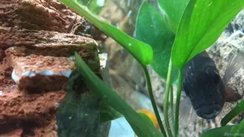 Pflanzen im Aquarium Juwel Trigon 190 &quot;MALAVI&quot; CW von Christian Wiederanders (21)