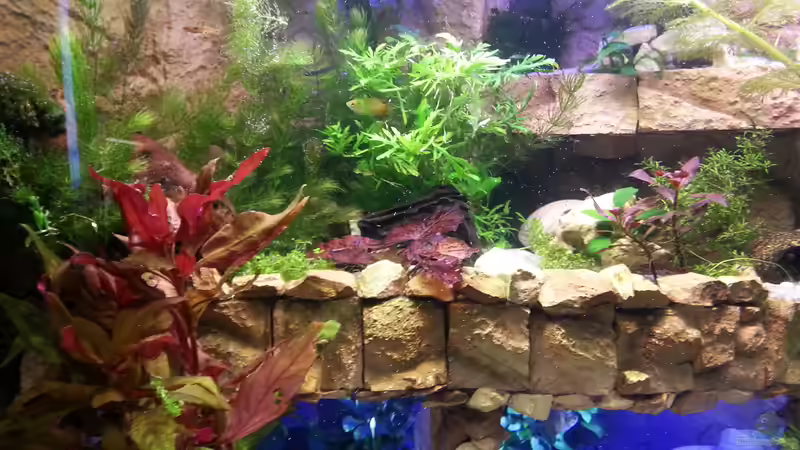 Pflanzen im Aquarium Juwel Trigon 190 von Bluemoon (2)