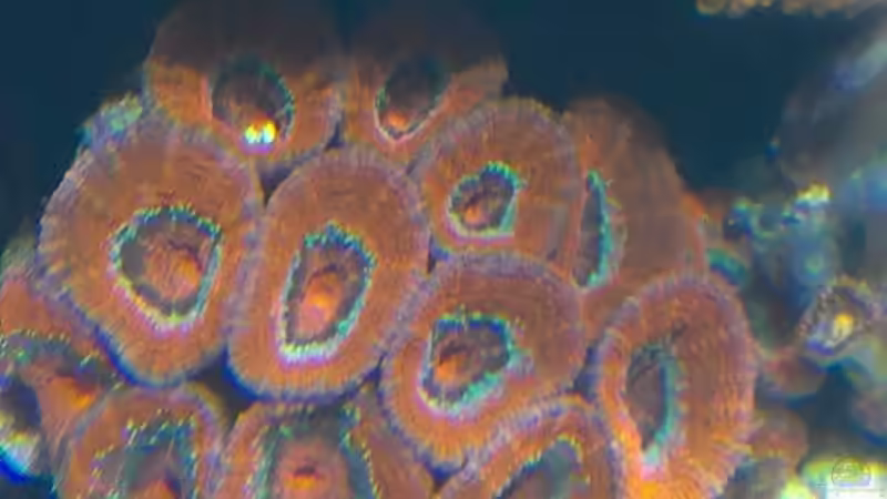 Pflanzen im Aquarium Juwel Trigon 350 von Jens Mühlenbeck (10)