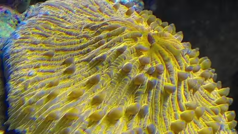 Pflanzen im Aquarium Juwel Trigon 350 von Jens Mühlenbeck (12)