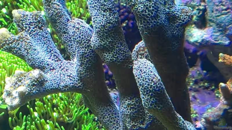 Pflanzen im Aquarium Juwel Trigon 350 von Jens Mühlenbeck (14)