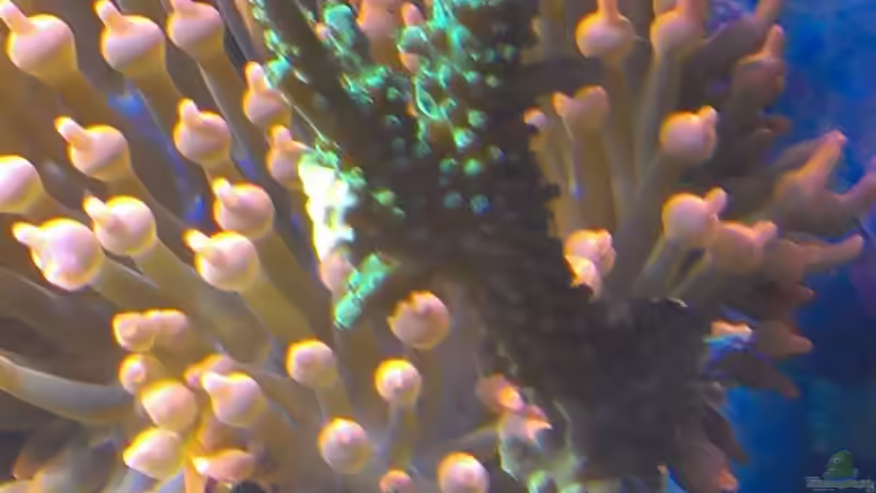 Pflanzen im Aquarium Juwel Trigon 350 von Jens Mühlenbeck (15)