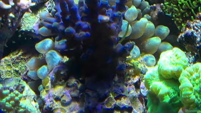 Pflanzen im Aquarium Juwel Trigon 350 von Jens Mühlenbeck (16)