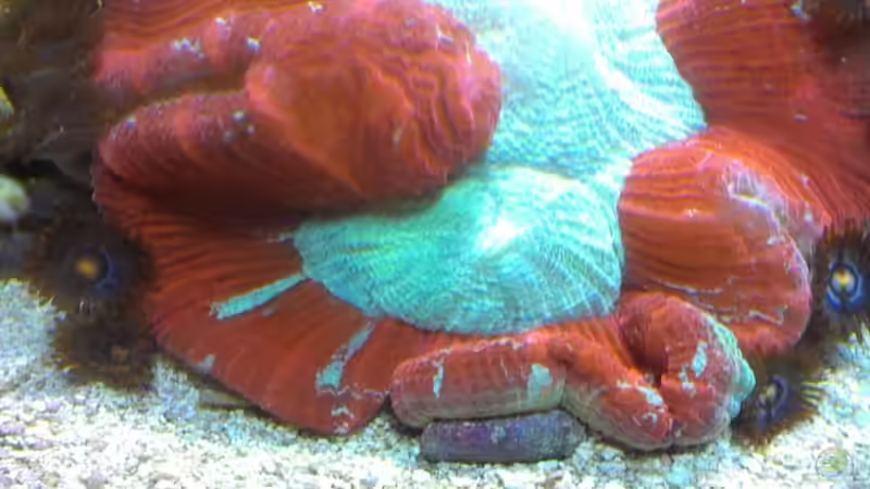 Pflanzen im Aquarium Juwel Trigon 350 von Jens Mühlenbeck (19)