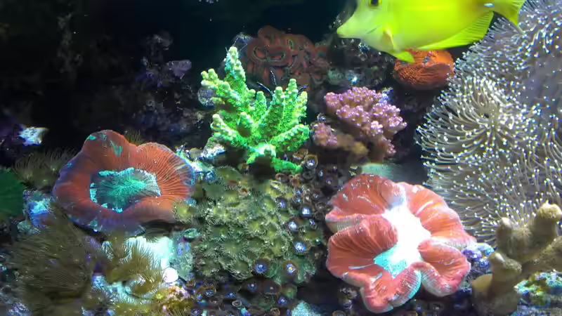 Pflanzen im Aquarium Juwel Trigon 350 von Jens Mühlenbeck (2)