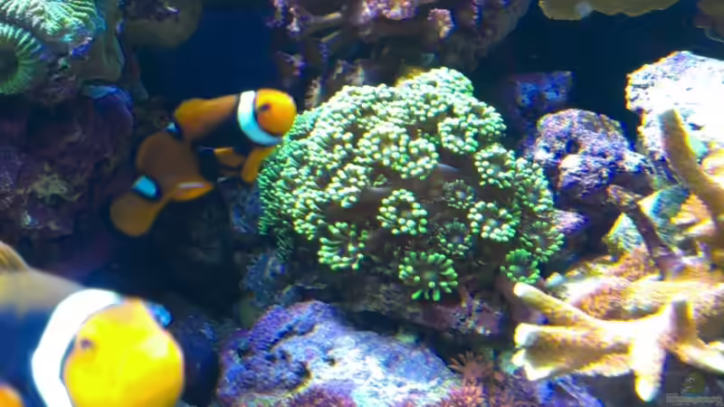 Pflanzen im Aquarium Juwel Trigon 350 von Jens Mühlenbeck (20)