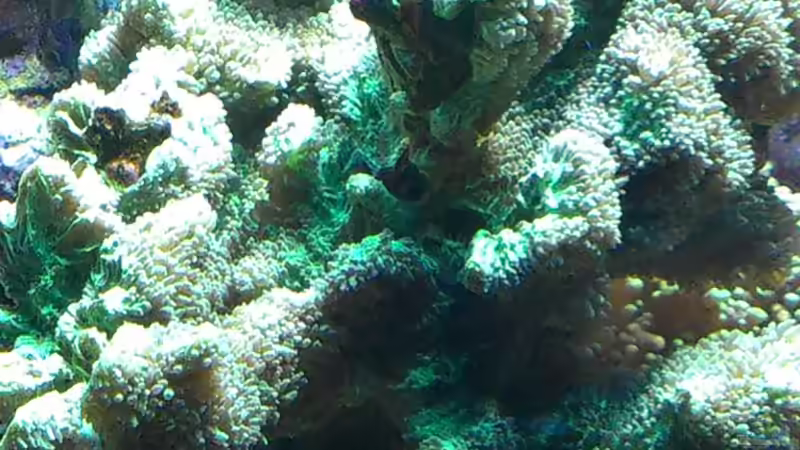 Pflanzen im Aquarium Juwel Trigon 350 von Jens Mühlenbeck (21)