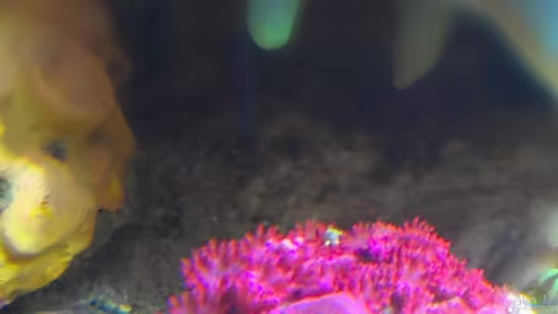 Pflanzen im Aquarium Juwel Trigon 350 von Jens Mühlenbeck (3)