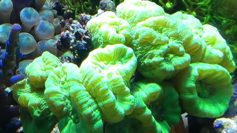 Pflanzen im Aquarium Juwel Trigon 350 von Jens Mühlenbeck (4)