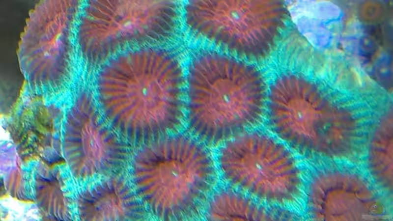 Pflanzen im Aquarium Juwel Trigon 350 von Jens Mühlenbeck (6)